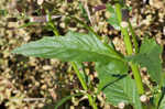 American burnweed